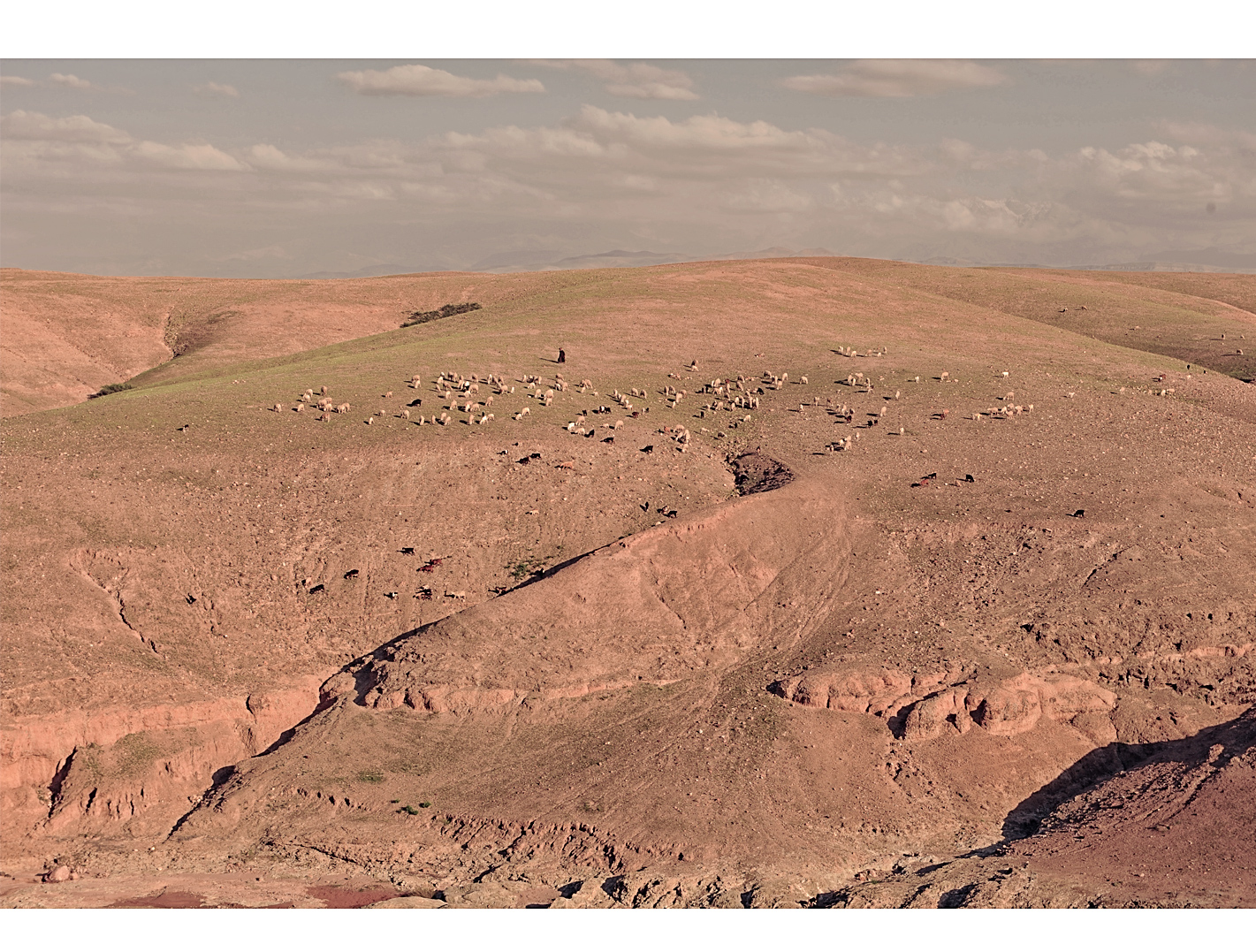 Moutons et berger voyageant à travers le désert de Marrakech - La Pause Maroc